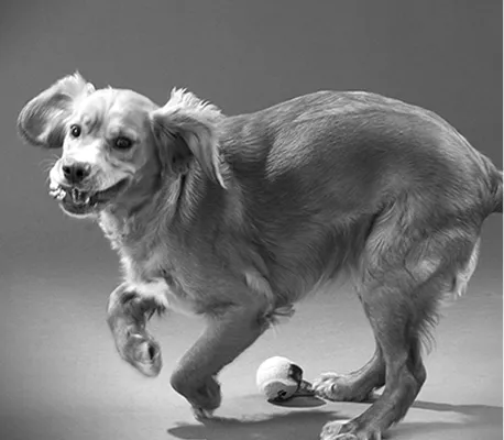 photographe animaux à Beaupréau en Maine-et-Loire 49